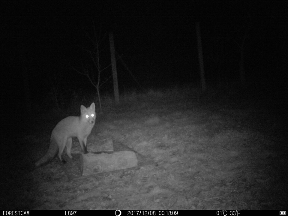 forestcam (20)